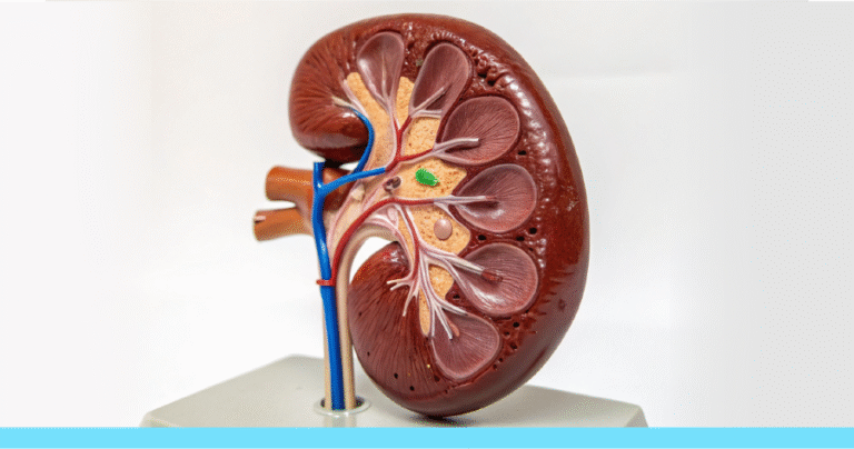 Una guía sobre la toxicidad urémica